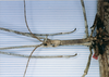 CollectionObject 1557411; c0d63876-9a4c-419f-9c67-7b3c10af5b50: copyright MNHN, Paris. male of synonym Palophus brongniarti (holotype). (CollectionObject).