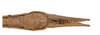 CollectionObject 1597508; 3a545086-2ed2-4cc5-afdc-b8b1370489a8: copyright QM. male: end of abdomen, ventral view (paratype). (CollectionObject).;CollectionObject 1597509; 8c78e5da-db61-4c63-9939-2a8b8f4f819d: copyright QM. male: end of abdomen, ventral view (paratype). (CollectionObject).