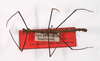 CollectionObject 1563581; ebc8e8da-eb00-499d-b7bb-c37a3a8dabbb: copyright ZMB, Berlin. male (paratype). (CollectionObject).