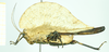 CollectionObject 1584423; 50e717fc-a147-40dd-8e28-074efb3b2ac3: male, lateral view. (CollectionObject).