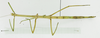 CollectionObject 1563960; a5a68ef7-4979-455c-afa5-e9168e429689: female, dorsal view (holotype). (CollectionObject).