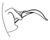 Leiotettix viridis Bruner, 1906: Fig. 10. distal portion of phallic complex, lateral view. (Otu).