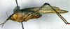 CollectionObject 1500515; 7e31aada-2198-449d-b685-42ba84312386, DORSA BTcatmacHTF: female, lateral view (holotype of Catoptropteryx maculipennis). (CollectionObject).