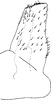 Subgenital plate: !! display not done !! on Drakensbergena labeona Stiller, 2009: Subgenital plate. (Observation).