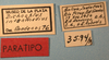 CollectionObject 1514663; d9f86507-1e69-4860-a0e9-6898e106a7bf, MLP3594/1: labels (paratype). (CollectionObject).