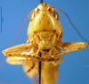 CollectionObject 1500532; 46fa0c63-8ae2-4ccc-b25c-f2f177273b66: female, frontal view (syntype). (CollectionObject).