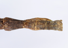 CollectionObject 1563193; 4875c8f2-963e-4785-8f77-5523fdd26fc6, ANSP(SF IMPORT DUPLICATE) 1191: copyright ANSP. female: end of abdomen, dorsal view (paratype). (CollectionObject).