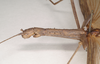 CollectionObject 1557160; NHMUK(SF IMPORT DUPLICATE) 844727, 344c458a-a35b-42a3-8085-5ec5de9d102f: copyright Natural History Museum, London. female: head and thorax, lateral view (holotype). (CollectionObject).