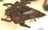 CollectionObject 1521827; OUM 693, 3bbfb75d-64ae-4816-9c8b-f50436bf0716: male, dorsal view (holotype). (CollectionObject).