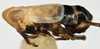 Habitus, lateral view: !! display not done !! on Delphacinus mesomela (Boheman, 1850): (Observation).