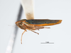 Habitus, lateral view on Coronigoniella rubrahua Young, 1977: (Observation).
