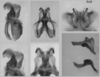 Melanoplus trigeminus Strohecker, 1963: male genitalia. (Otu).