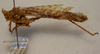 CollectionObject 1543685; 2f088b17-da55-4883-9976-0a8a70800f97: male, lateral view (syntype). (CollectionObject).