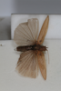 CollectionObject 1505753; b92c13b8-ff18-43fb-8d0d-5883deb1eff0: male, dorsal view (holotype). (CollectionObject).