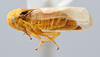 Habitus, lateral view on Oncopsis citrella Hamilton, 1983: (Observation).