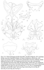Macrostylopyga grandis Anisyutkin, Anichkin & Thinh, 2013: (Otu).