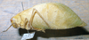 CollectionObject 1537328; EMBT 3226206, 9c940658-0639-4135-9486-b221c8544bf4: male, lateral view. (CollectionObject).