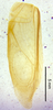 CollectionObject 1523683; 1f42e53c-d464-42a9-b114-02e1672700f1: male, right forewing (holotype). (CollectionObject).