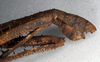 CollectionObject 1558865; NMW 284, 923069ee-c6aa-41e1-b884-50a1581e39ce: copyright NMW, Vienna. male: end of abdomen, lateral view (syntype). (CollectionObject).