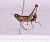 CollectionObject 1544475; 824b1dcb-4003-4f58-9591-55e80d5e63e0: male, body lateral view (holotype). (CollectionObject).