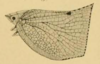 Habitus, lateral view: !! display not done !! on Phyllyphanta producta (Spinola, 1839): (Observation).