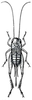 Fig. 236. female (body length 11-17 mm, ovipositor 7.2-12 mm). Depicts Miogryllus verticalis (Serville, 1838), an Otu.