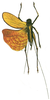 Scambophyllum sanguinolentum (Westwood, 1848): Pl. IV, Fig. 6. female from Pulau Ubin, dorsal view (tegmina length 29 mm). (Otu).