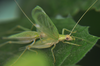 mating pair (Fraccionamiento Vista Real, Corregidora, Querétaro, Mexico). Depicts Oecanthus mhatreae Collins & Coronado González, 2019, an Otu.