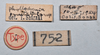 CollectionObject 1553105; NTUC 752, 6dc5aae9-d857-451c-a827-8295bd450381: copyright NTUC. data labels of Phyllodromia punctulata (syntype). (CollectionObject).