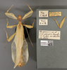 Cryptophyllium yapicum (Cumming & Teemsma, 2018): copyright BPBM. male non-type. (Otu).