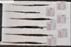 CollectionObject 1597628; 1b4b031a-fd4b-42e9-a415-78060eb24870: copyright QM. male and female, dorsal view (paratypes). (CollectionObject).;CollectionObject 1597629; 908be5da-decc-4ef3-8a93-6fd5c8910bcb: copyright QM. male and female, dorsal view (paratypes). (CollectionObject).