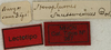 CollectionObject 1535227; ef3d83c7-fa96-4d71-a453-94766ada6941: labels (lectotype). (CollectionObject).
