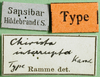CollectionObject 1501343; 8b608fe1-c9d3-4573-9e70-9a837a422d31: labels (holotype of Chirista interrupta). (CollectionObject).