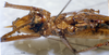CollectionObject 1541566; 9b7ef1be-f9b4-41c6-a3a4-215d23d78dca, MNHN3225817: female, ventral view. (CollectionObject).