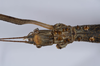 CollectionObject 1557238; 63c671d2-8552-4f83-a8ac-ce71d6e1359b: copyright NHMB, Basel. female: head, dorsal view (holotype). (CollectionObject).
