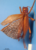 CollectionObject 1949109; 23121bb0-37fe-4ffc-89b3-ff5ee3a7067e: female, dorsal view (holotype). (CollectionObject).