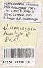 CollectionObject 1544425; ad6230cf-7b15-4ed7-8972-c055e7c6eef0: labels (paratype). (CollectionObject).
