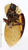 Phoraspis leucogramma Perty, 1832: CC BY-NC-ND 4.0/MNHN - Depraetere Marion - 2014. Type, female, of conspersa Brullé, 1835. Specimen number: MNHN-EP-EP1167. http://coldb.mnhn.fr/catalognumber/mnhn/ep/ep1167. (Otu).