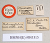 CollectionObject 1562150; ac44a805-3df0-439b-9533-8168752763e5: copyright Natural History Museum, London. male, data labels (holotype). (CollectionObject).