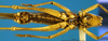 CollectionObject 1505294; 45a50adc-f0b6-4ce2-b479-f8cd25f2aa09: male, ventral view (holotype). (CollectionObject).
