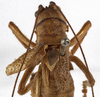 CollectionObject 1529711; 495844eb-7627-450b-831b-c49813163b88: male stridulatory apparatus (holotype). (CollectionObject).