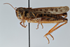 CollectionObject 2809542; CNCI 984022, d1a7ab7d-2aab-4e6f-932d-969d4b9e3f9f: Brunneria brunnea. Lateral view. (CollectionObject).