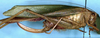 CollectionObject 1517334; bc9f1231-190a-4b3d-a505-3b8157294075: female (holotype). (CollectionObject).