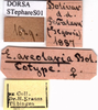 CollectionObject 1530882; 80b340fb-dc69-43df-8d0b-1ce8a4dd7a3d: labels (allegedly syntype). (CollectionObject).