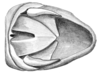 Dichroplus silveiraguidoi Liebermann, 1956: Fig. 7. male abdomen tip, dorsal view. (Otu).