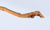 CollectionObject 1559627; d9fb0b3b-ee4b-494f-8255-0a1cfa4f92a7: copyright ANSP. male: end of abdomen, lateral view (holotype). (CollectionObject).