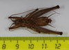CollectionObject 1528063; d5819317-9336-4990-ae60-96bd54fd36fe: male, ventral view (holotype). (CollectionObject).