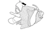 Eucosmetacris cingulata (Bolívar, 1881): Fig. 122. phallic complex, lateral view. (Otu).