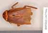 Periplaneta americana (Linnaeus, 1758): Holotype, female, dorsal. BMNH(E)#877996. (Otu).