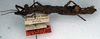 CollectionObject 1561558; NMW 46, da77ddaf-f5a4-404e-8f91-8c5ca5cff03a: copyright NMW. Datames mitratus female, lateral view (lectotype). (CollectionObject).
